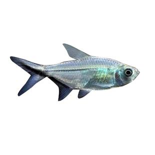 黑尾大勾鱼群游鱼草缸小型热带鱼活体扯旗鱼观赏鱼红绿灯包邮