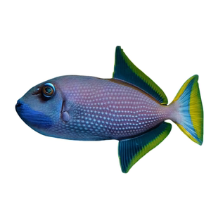 炮弹类合集 魔鬼炮弹 蓝面炮弹鸳鸯炮弹 海水鱼活体珊瑚观赏鱼