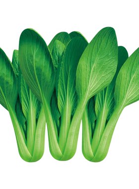 正宗上海青菜种子四季耐热好种