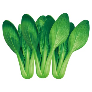 上海青菜种子老品种菜籽室外阳台庭院种植蔬菜青菜种子四季可播种