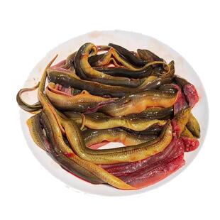 土黄鳝鱼段新鲜去头去脏鲜活现杀原生态鳝鱼片段炖骨煲汤鳝段商用