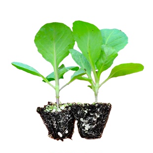 耐热包菜秧苗带土牛心甘蓝菜苗秧苗羽衣孢子甘蓝种子秋冬蔬菜苗