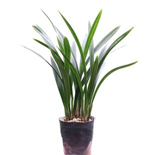 墨兰 吴字翠  兰花苗 报岁兰冬季带花苞室内绿植客厅花卉盆栽