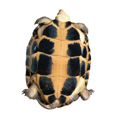 外池石金钱龟繁殖下蛋南石龟