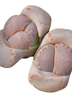 光语石粉饼干寿丽生石花带盆土