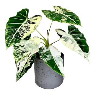 绿天鹅绒锦海芋白锦天鹅绒锦化绿植盆栽室内观叶净化空气
