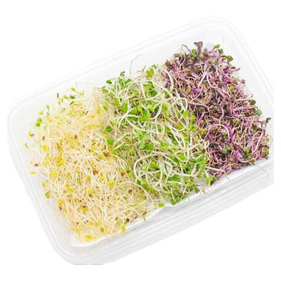 新鲜三色芽 苜蓿芽 西蓝花芽 紫甘蓝芽 轻食素食西餐摆盘装饰芽苗