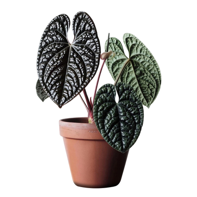 克莱恩铜锣烧撕裂纹花烛客厅好养