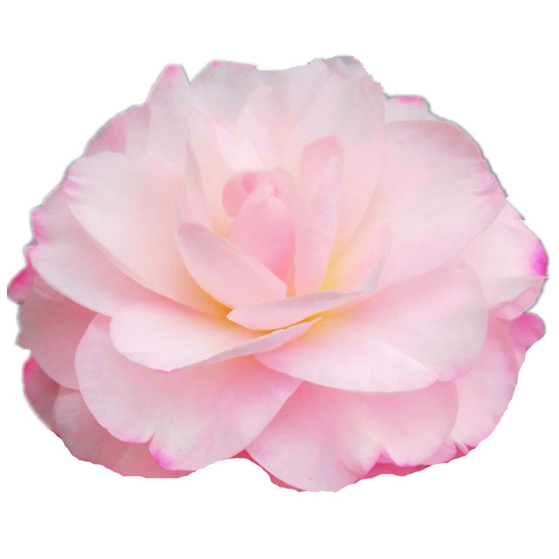 山茶花名贵大花型阳台花卉