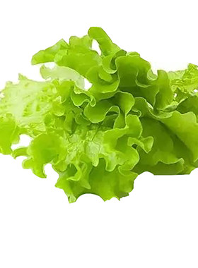 韩国生菜种子包肉赤裙