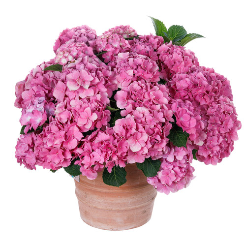 海蒂的花园旗舰店大花绣球花苗无尽夏大海蓝阳台庭院花卉盆栽植物