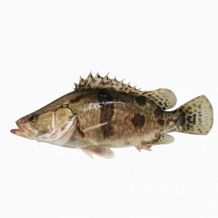 淡水鱼生态鳜鱼桂鱼 新鲜桂花鱼季花鱼鳌花鱼约500克鲜活体现杀