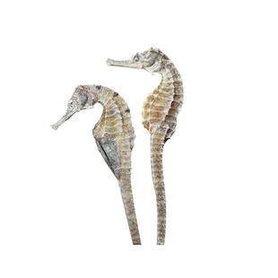 方回春堂三斑海马干货中药饮片泡原料公母一对中药材大配对