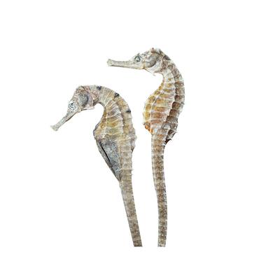 方回春堂海马公母搭配