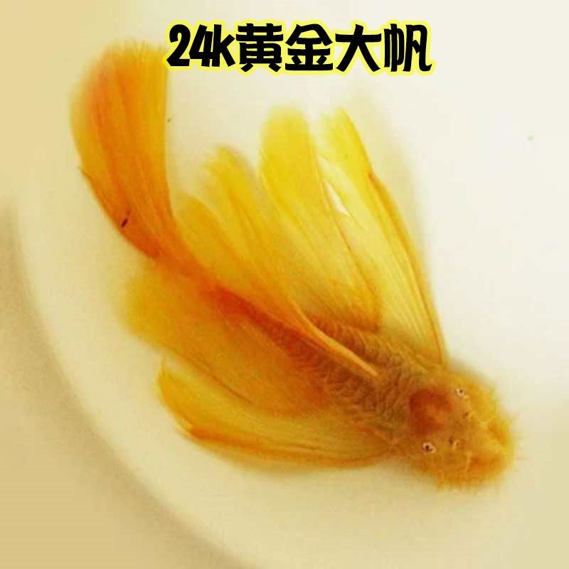 黄金大帆鱼24k胡子红蓝眼随机鱼清道夫活体淡水清缸除藻包邮包损