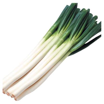 山东章丘大葱种子四季