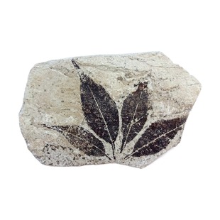 天然原石观赏石植物紫萁模树石树化石树化玉菊石树叶化石标本5226