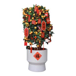 金桔树盆栽室内客厅大型植物四季带果可食用年宵金橘花卉绿植盆景