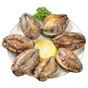 鲜活鲍鱼福建大连鲍鱼鲜活发货超大鲍鱼新鲜海鲜水产产品活鲍鱼