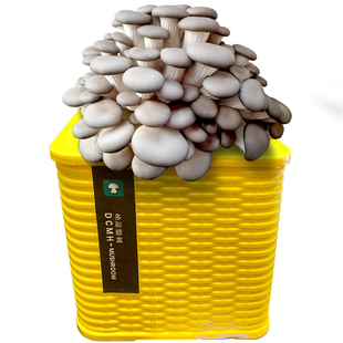 食用菌种蘑菇菌包桶装盆景室内蘑菇种植菌包菌棒家庭种植蘑菇蘑盒