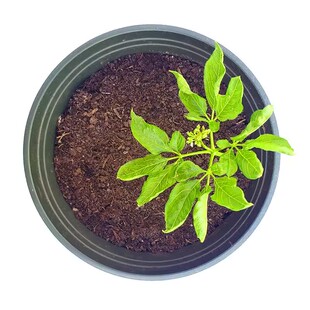 长白山人参苗新鲜盆栽野山参西洋参泡酒可食用可盆栽室内庭院种植