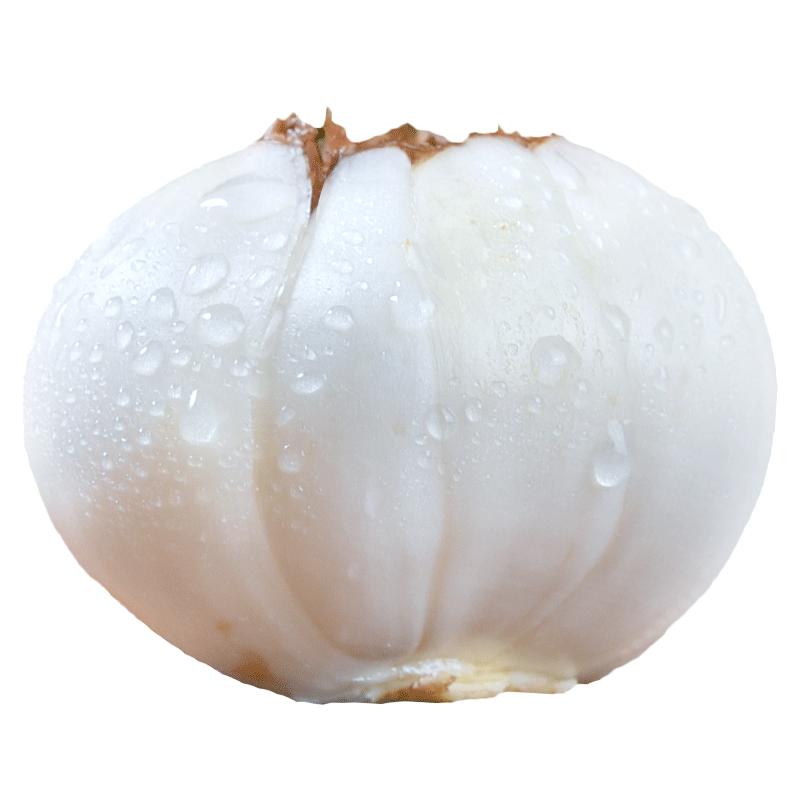 出口级,十年生，大果兰州甜百合