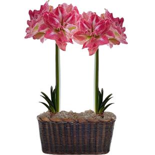 美丽仙女荷兰朱顶红虹种球越进口四季种植阿弗雷玫瑰花漾开花植物