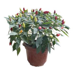 辣椒苗阳台秧苗皱薄皮青椒灯笼甜椒线椒树苗小番茄西红柿茄子种苗