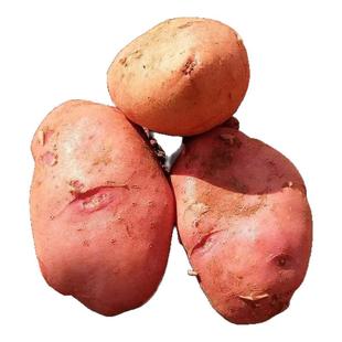 新鲜云南红皮土豆黄心大农家红洋芋蔬菜现挖现发新鲜蔬菜高山自种