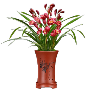 年宵花红宝石 花期长达2个月带盆种好 8支花兰花苗花卉盆栽绿植草