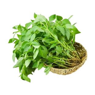 耐热河南大叶荆芥种子种籽盆栽种植蔬菜种孑子四季荆棘罗勒薄荷种