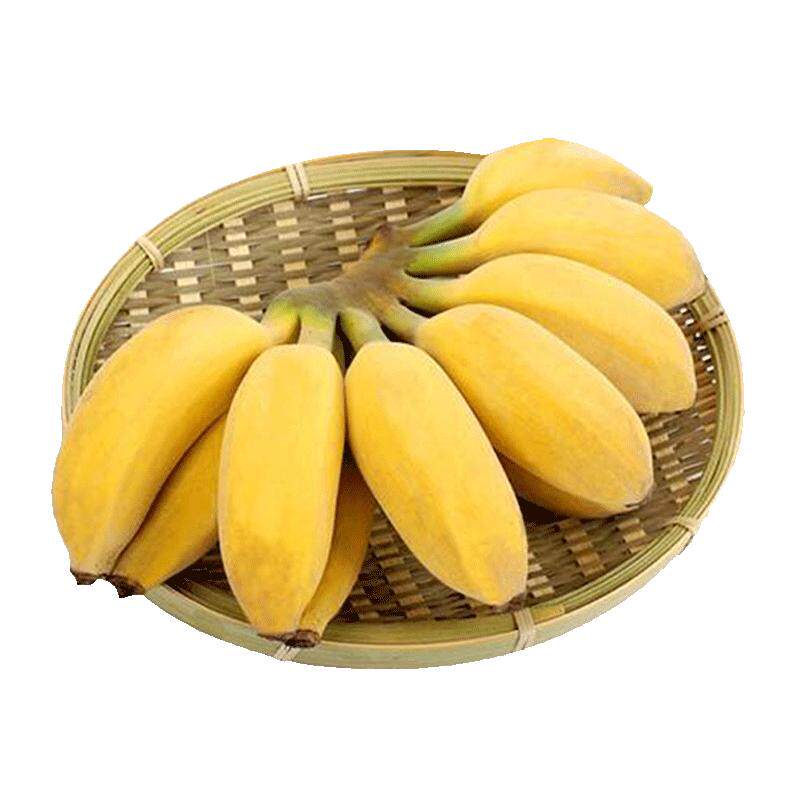 盒马贵州西贡蕉3/5斤装时令现摘小香蕉新鲜水果糯米蕉苹果蕉包邮