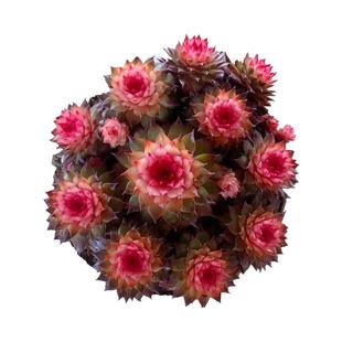 七彩观音莲稀有超大群生多头多肉植物彩色花卉盆栽室内客厅