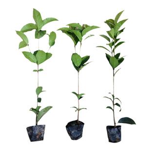 四季桂花树苗浓香八月黄花日香桂天香台阁嫁接佛顶珠盆景栽