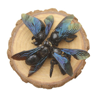 广西竹蜂20只大盐竹蜂乌蜜蜂竹筒蜂中药材泡水声哑咽痛新货咸竹蜂