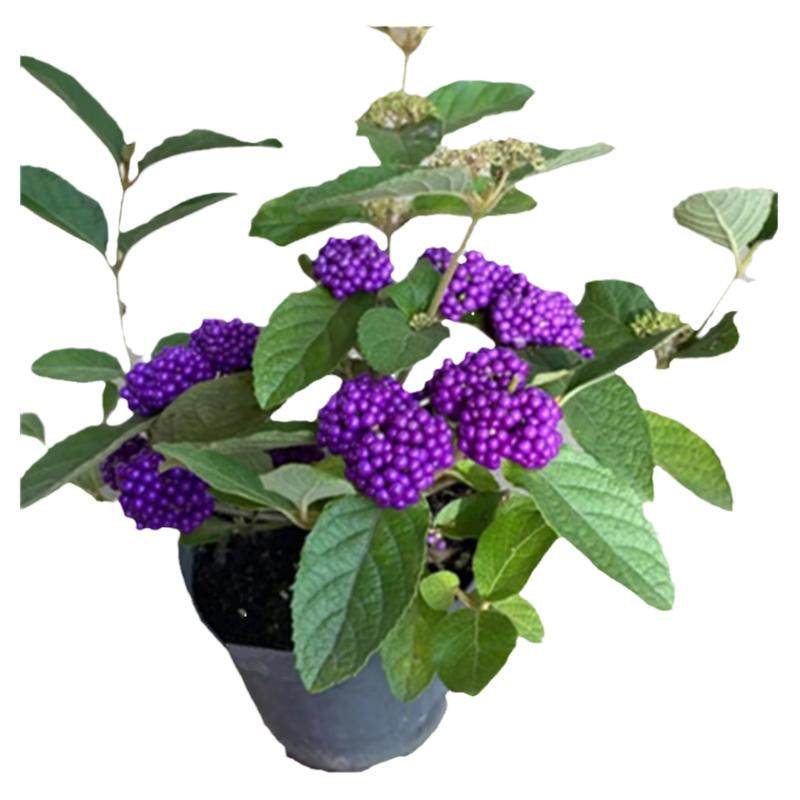 紫珠木本植物庭院阳台春季紫色
