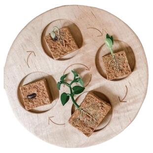 蒙氏生长周期盘lifecycle儿童蒙特梭利益智早教科学自然教具ins风