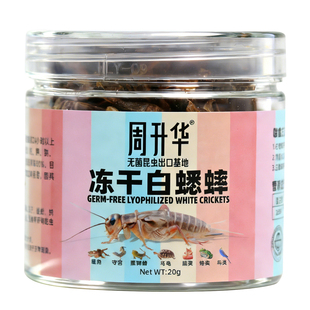 爬宠食物白蟋蟀冻干粮针头大号冷冻小蟋蟀饲料食用睫角守宫树蛙粮
