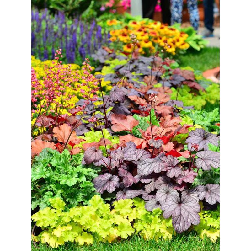 矾根花苗室外植物盆栽大苗抗寒庭院观叶草花小苗户外地栽绿植花卉