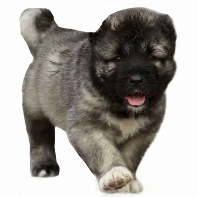 双血统纯种高加索幼犬宠物狗