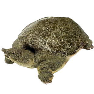 小甲鱼苗活苗外塘半斤养殖2两3两4两5两鲜活活体中华鳖苗水鱼团鱼