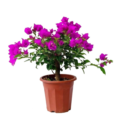 三角梅花树苗盆栽带老桩特