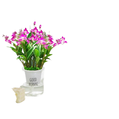 盆栽带花四季好养室内阳台绿植