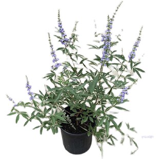 毛紫穗火焰狼尾草盆栽多年生耐热观叶花镜花园庭院地被宿根观赏草