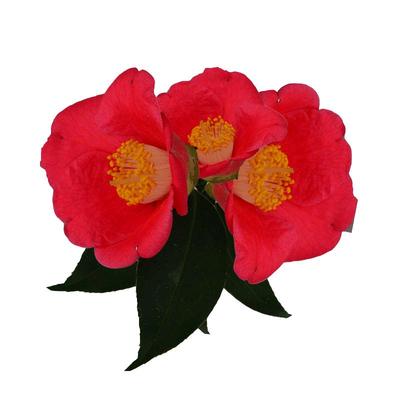 红白粉色耐冬山茶花原生大苗嫁接