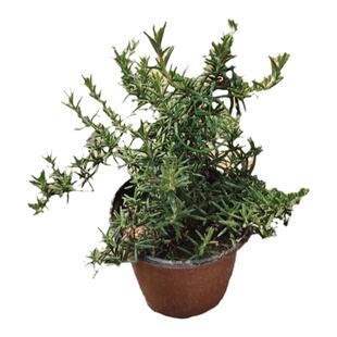 西餐香料香草调酒可食用植物狭叶直立阔叶匍匐迷迭香大苗盆栽包邮