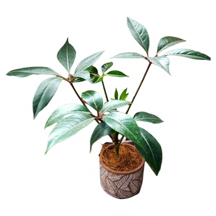 大叶伞保罗新款祥瑞花卉大株日本进口品种室内盆栽绿植净化风植物