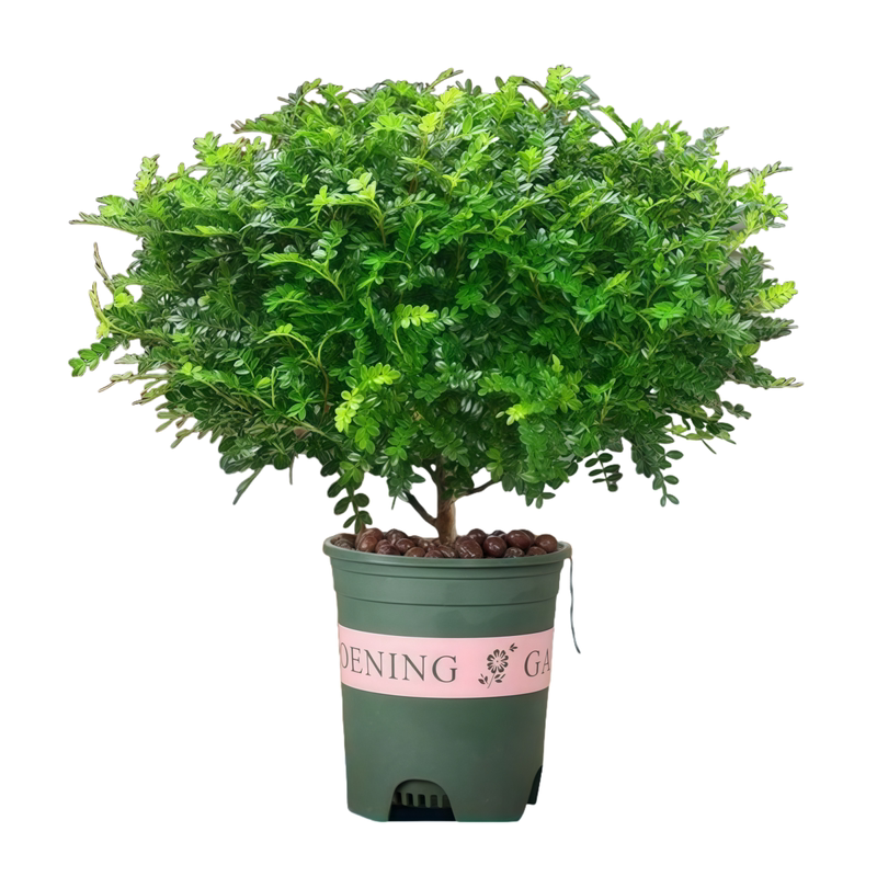 【广东基地】蛋糕装饰驱蚊植物