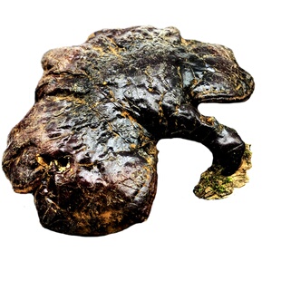 纯野生长白山灵芝正品松杉赤芝整枝天然白肉干货泡酒泡茶250g