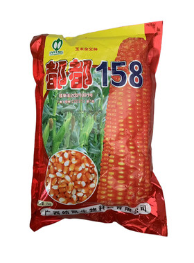适应广东广西云南等同一生态种植玉米种子夏播都都158棒子大粒深